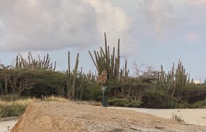 Meet Aruba’s Burrowing Owl: The Shoco | Visit Aruba Blog