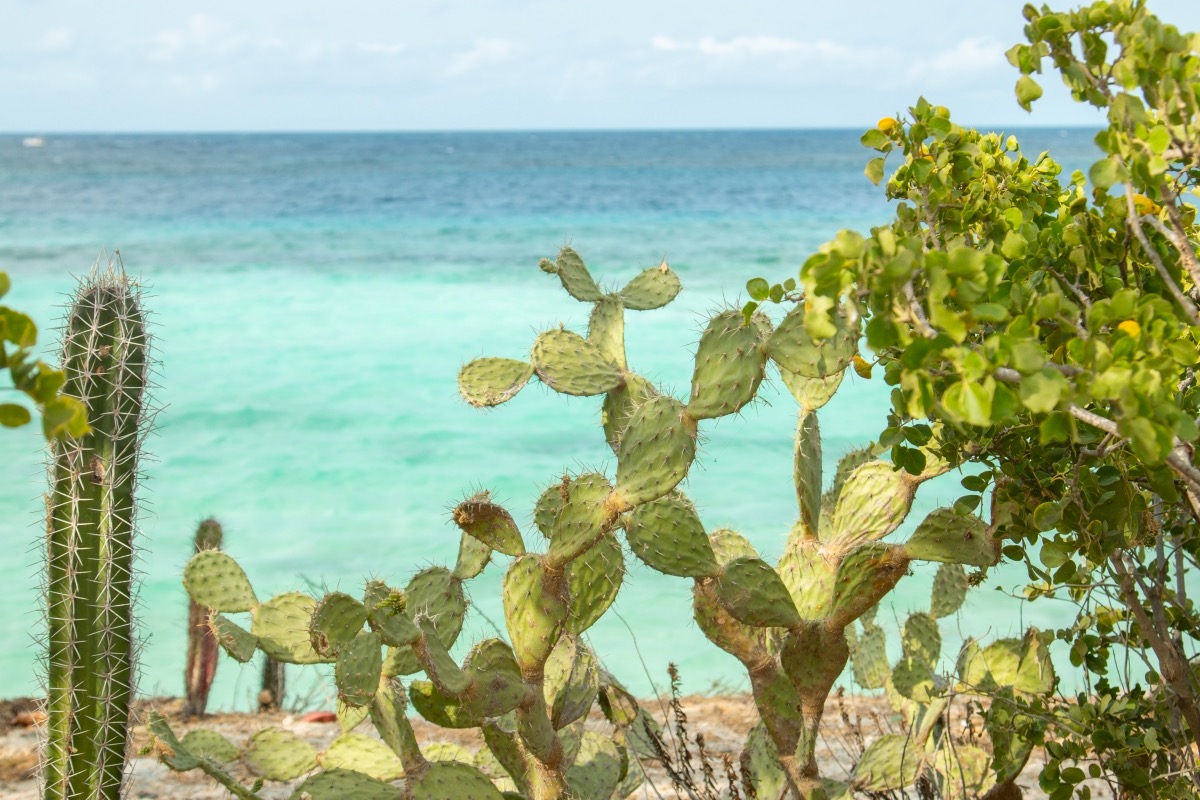 Reconnect With Nature in Aruba