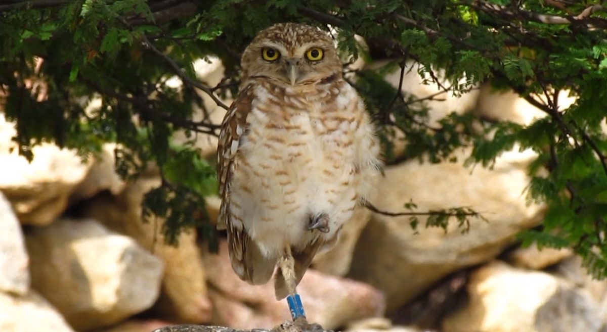 Meet Aruba's Burrowing Owl: The Shoco | Visit Aruba Blog