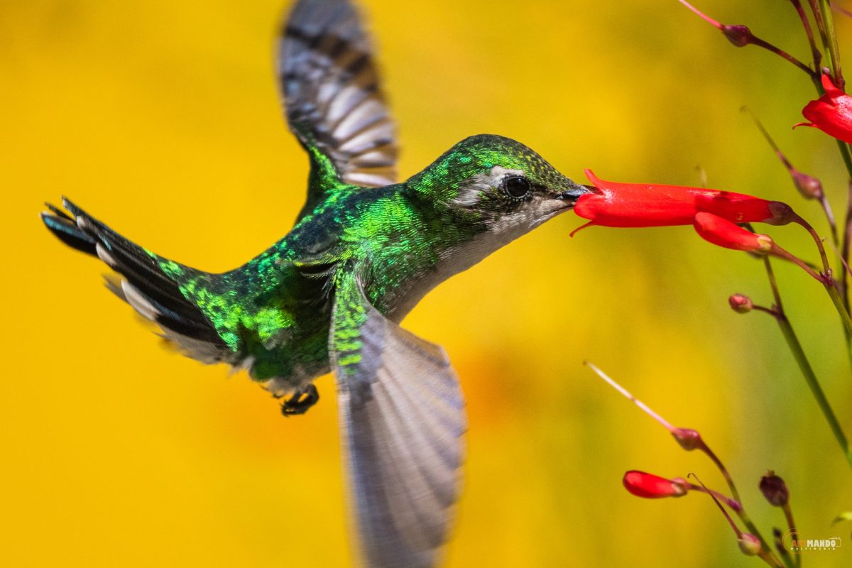 Vibrant and Colorful Flora Found Blooming in Aruba