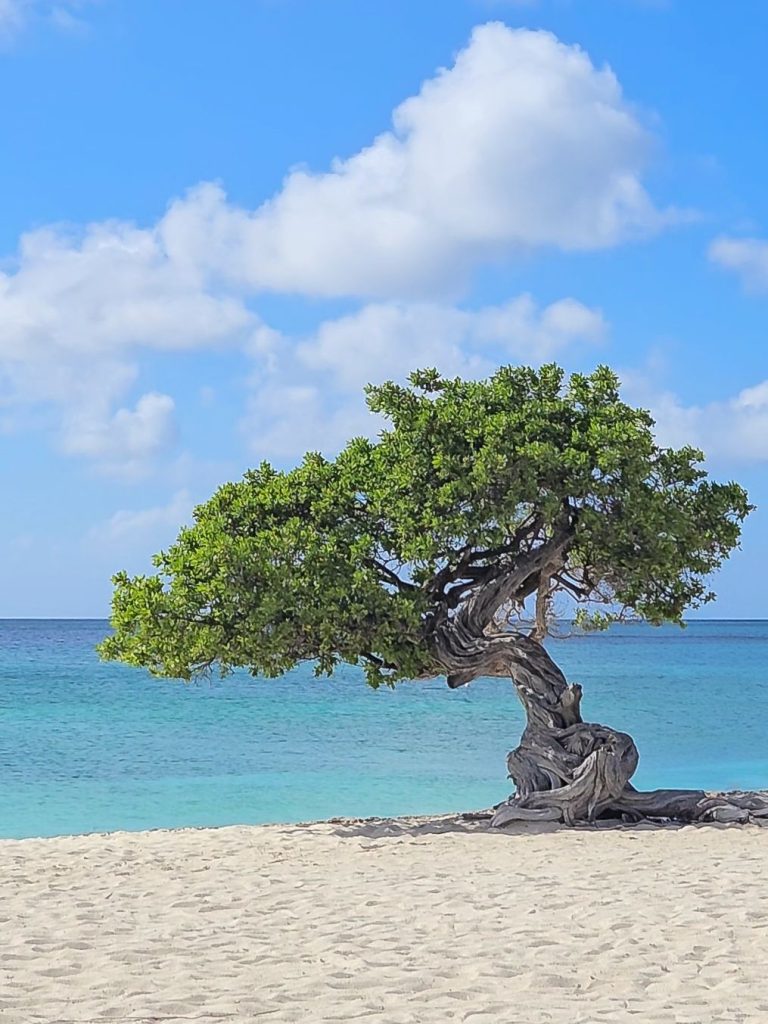 Aruba Bucket List Ideas and Things to Do