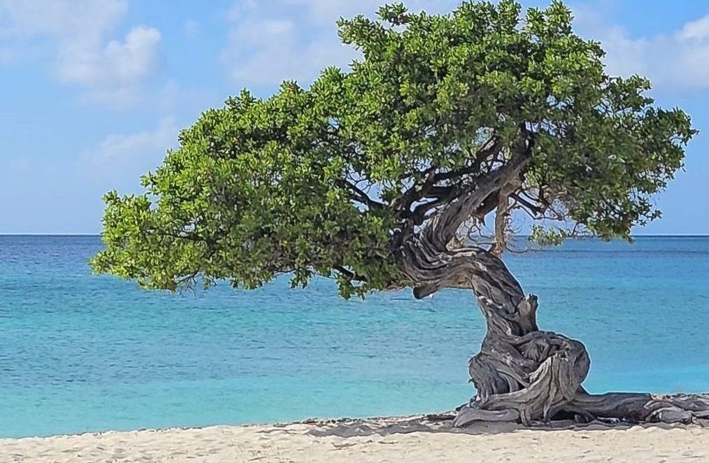 Aruba Bucket List Ideas and Things to Do