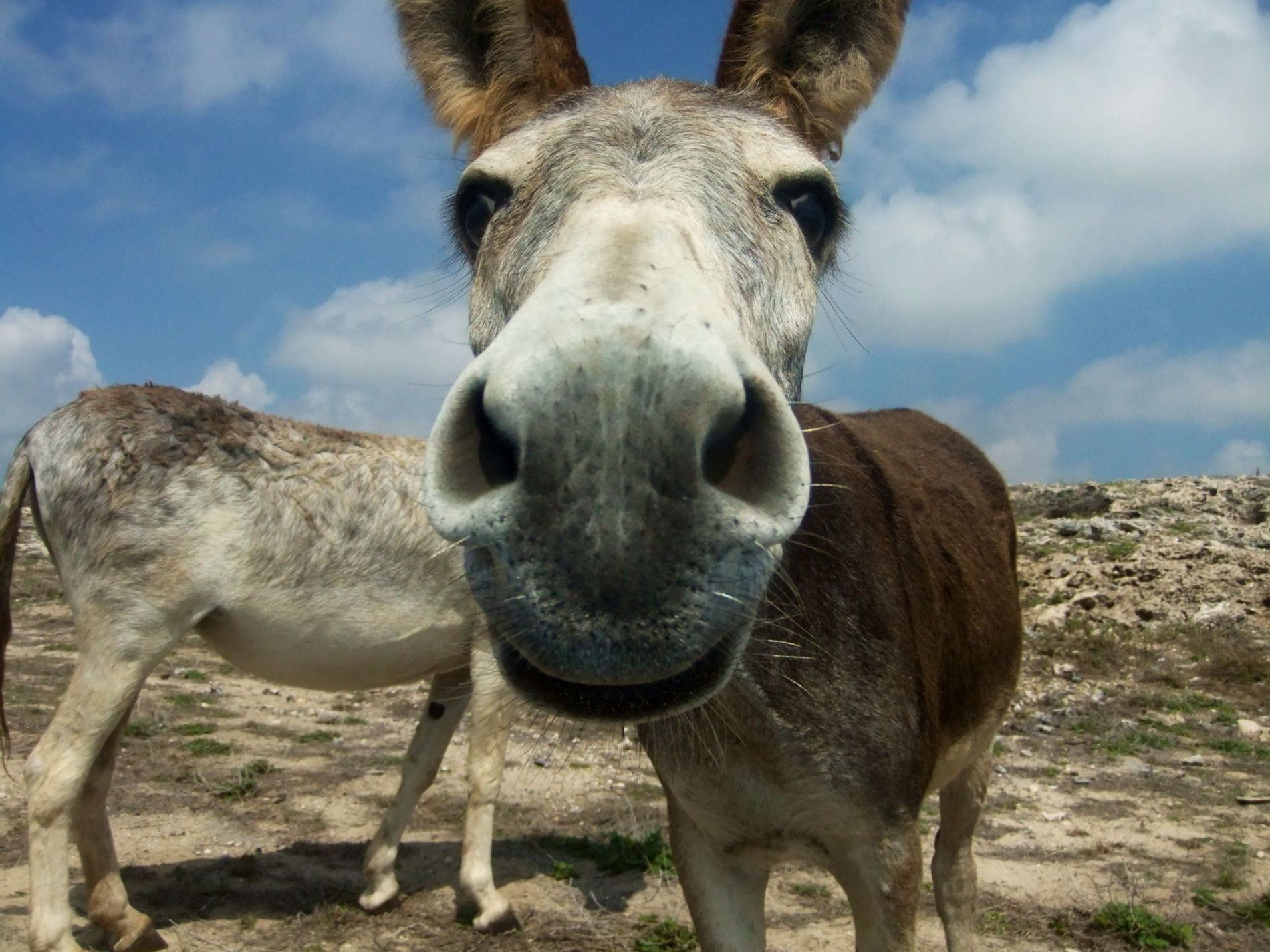 Aruba Flora and Fauna - wildlife, trees and nature - VisitAruba.com