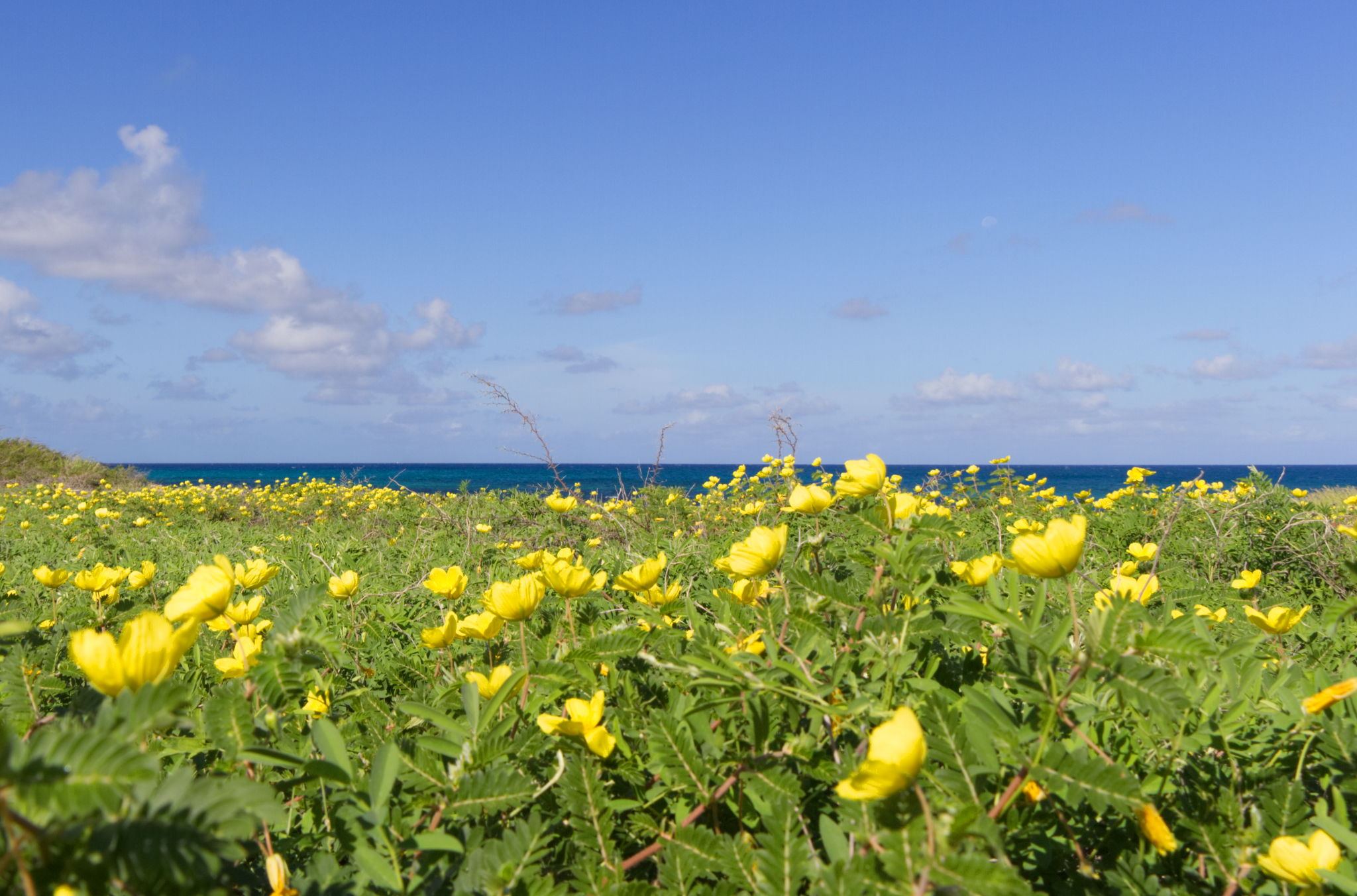 Aruba Weather Climate and Forecast Rainfall & Temperature