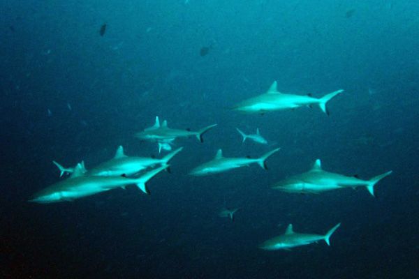 Shark Caves