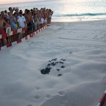 leatherback-aruba-.jpg