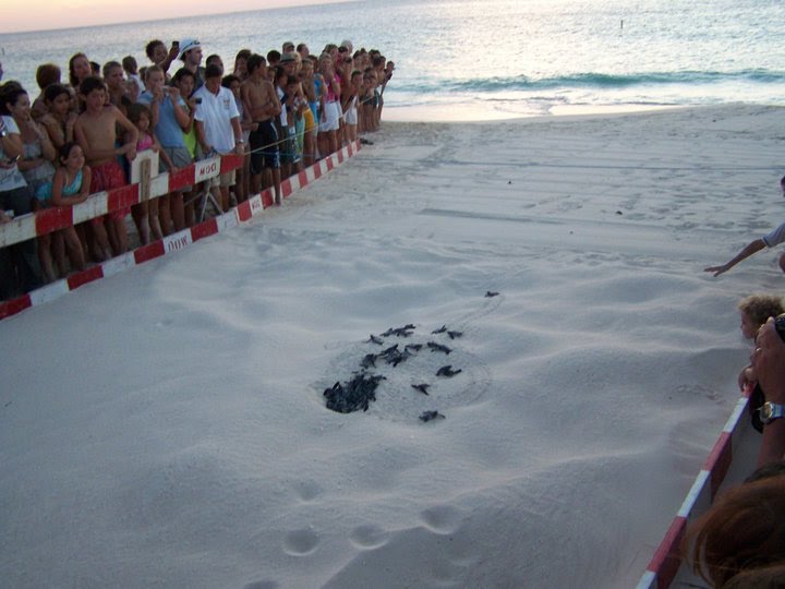 leatherback-aruba-.jpg