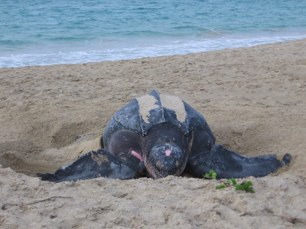 turtles_bucuti_beach.jpg