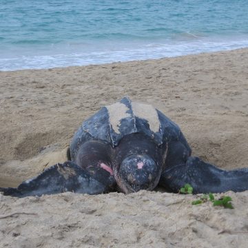 turtles_bucuti_beach.jpg