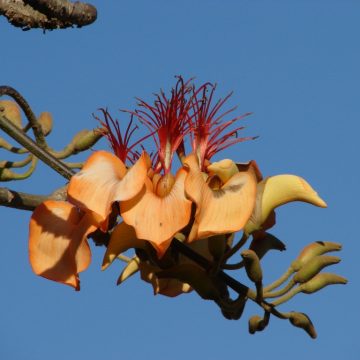Learn more about Aruba's Palo di Boonchi