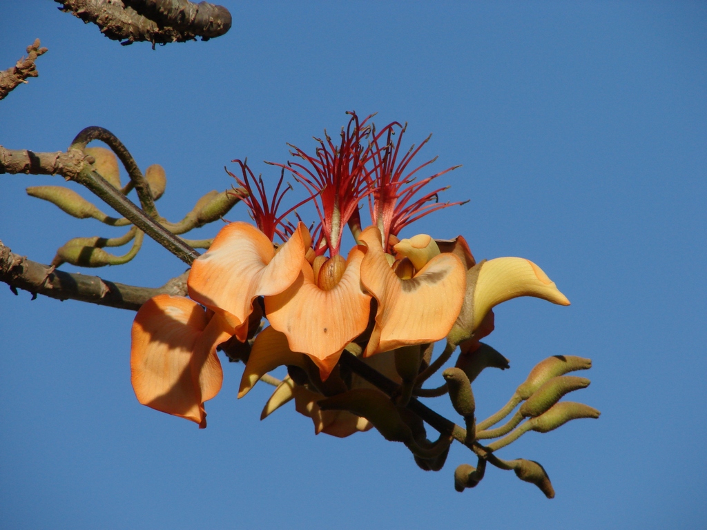 Learn more about Aruba’s Palo di Boonchi