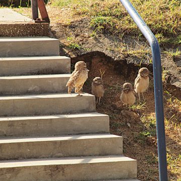 A growing new hobby: Bird Watching on Aruba