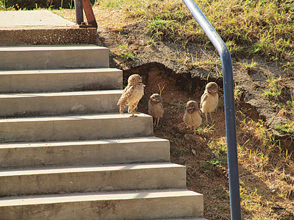 A growing new hobby: Bird Watching on Aruba