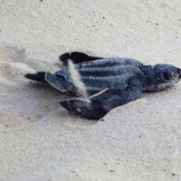 The first Leatherback Sea Turtle nest of 2013 in Aruba has hatched