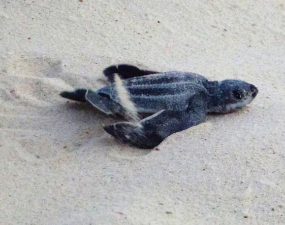 The first Leatherback Sea Turtle nest of 2013 in Aruba has hatched