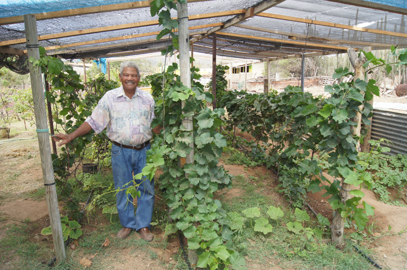 Vicente Kock talks about the challenges of winemaking in Aruba