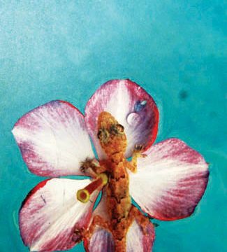 Susan Ruiter.jpg
