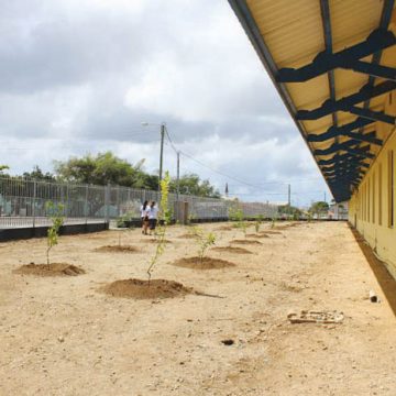 Santa Rosa to plant more than 10.000 trees across Aruba during 2014