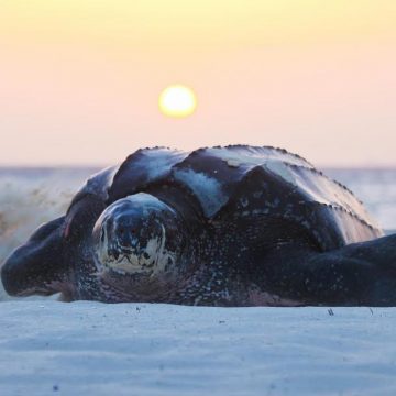 First Leatherback Sea Turtle nest of the season in front of Aruba Manchebo Beach Resort