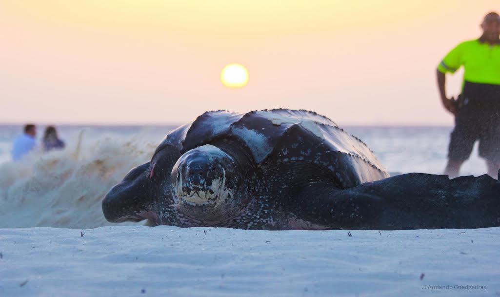 First Leatherback Sea Turtle nest of the season in front of Aruba Manchebo Beach Resort