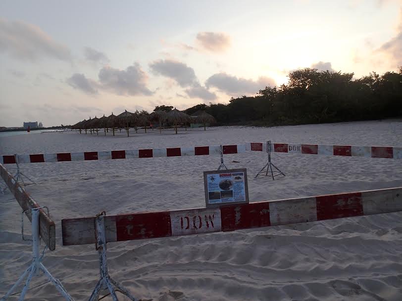 Conscientious campers accommodate large Leatherback Sea Turtle on Eagle Beach, Aruba