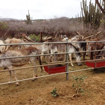 donkeyssept2014-03.jpg