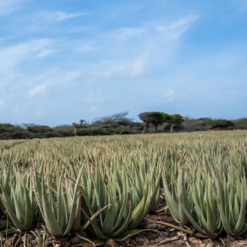 The Aruba Aloe plant offering fun and educational tours for locals and tourists