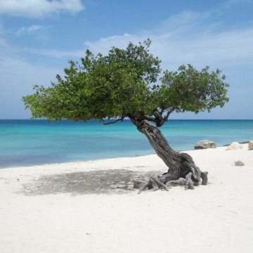 Aruba awarded with TripAdvisor Travelers Choice Award