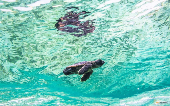 Aruba Officially Bans Plastics and Oxybenzone