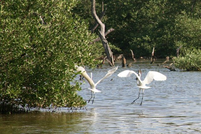 Hilton Aruba Celebrates World Environment Day Supporting Aruba Birdlife Conservation