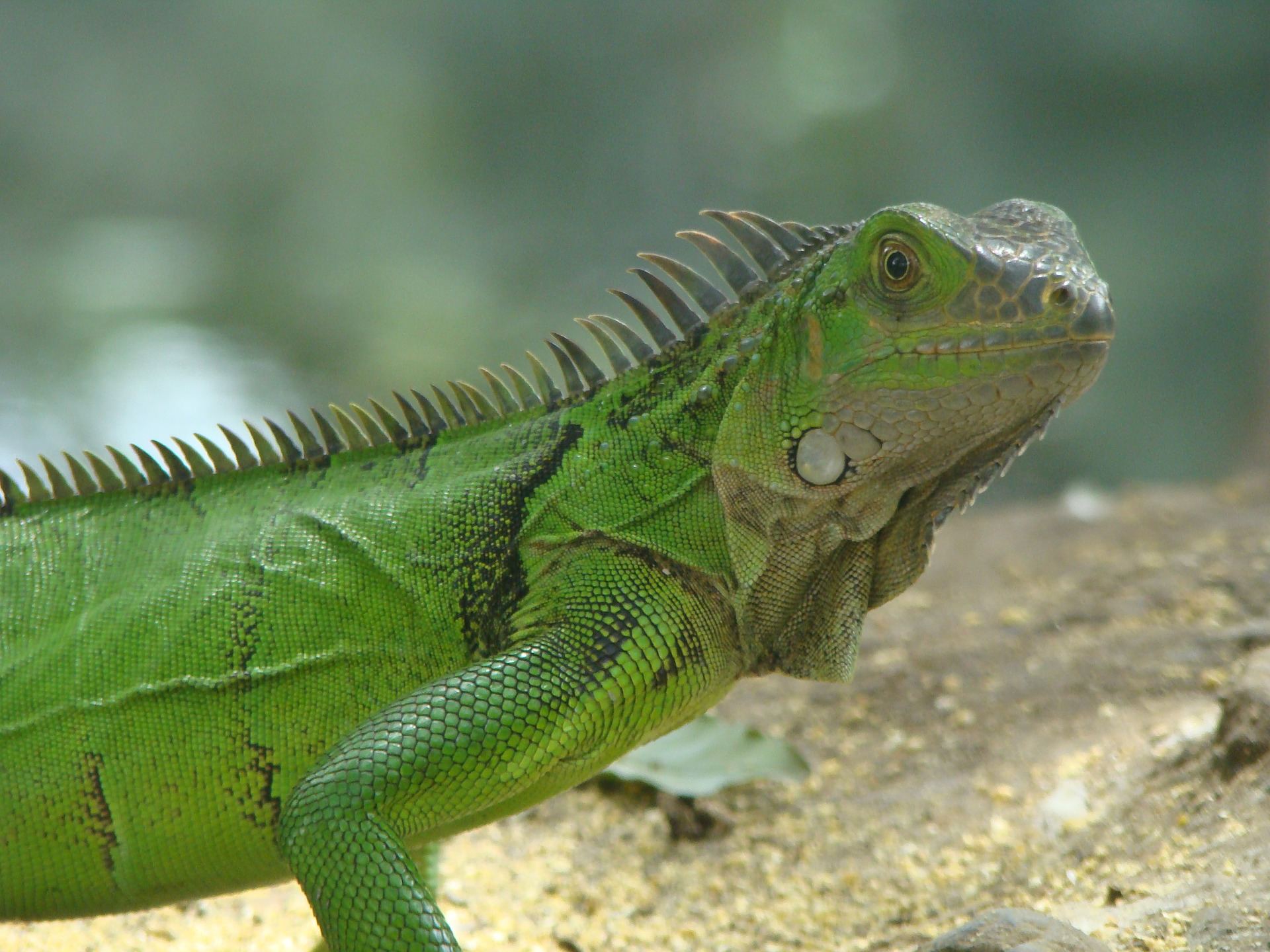 Iguana2.jpg