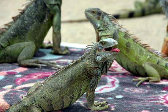 550x367-iguana-joes-aruba-visitaruba-visit-website-page-listing-contact-information-iguanas-restaurant-image.jpg