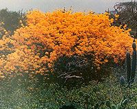 Asufro in full bloom