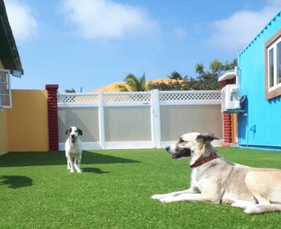 sgt-peppers-friends-animal-welfare-cats-dogs-adoption-aruba-contact-info-visitaruba-2.jpg