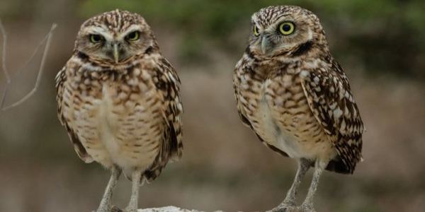 Flora and Fauna image