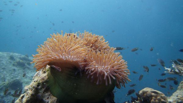 lago-reef-aruba-dive-sites-visitaruba